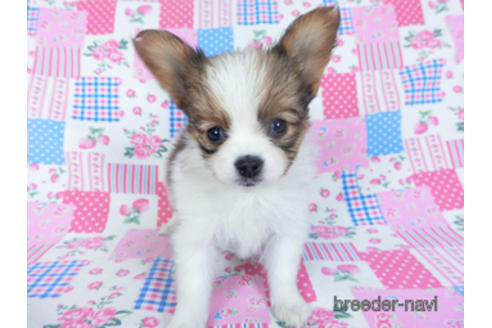 成約済の千葉県のパピヨン-161246の8枚目