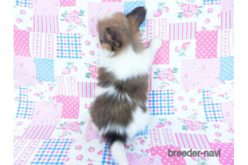 成約済の千葉県のパピヨン-161246の7枚目