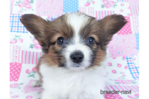 成約済の千葉県のパピヨン-161247の12枚目