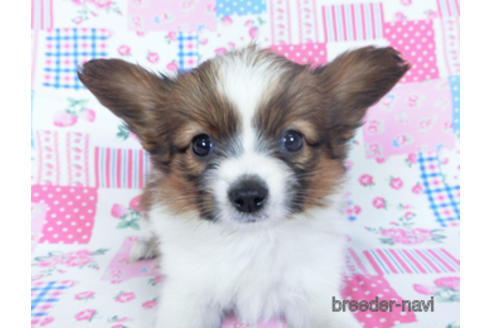 成約済の千葉県のパピヨン-161247の10枚目