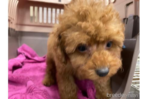 成約済の愛媛県のトイプードル-161248