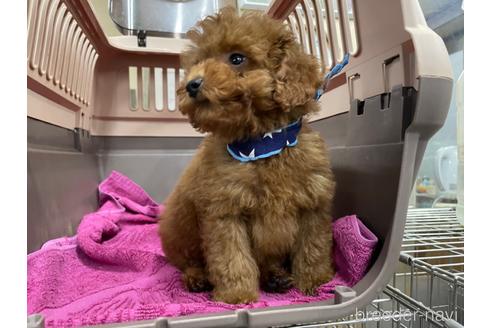 成約済の愛媛県のトイプードル-161248の2枚目