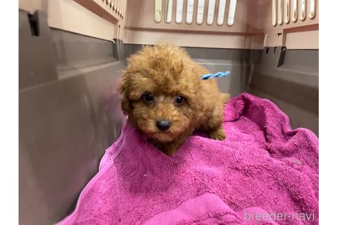 成約済の愛媛県のトイプードル-161248の3枚目