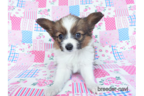 成約済の千葉県のパピヨン-161247の9枚目