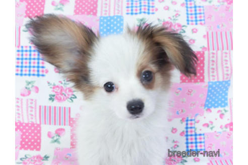 成約済の千葉県のパピヨン-155405の8枚目