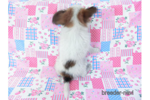 成約済の千葉県のパピヨン-155405の7枚目