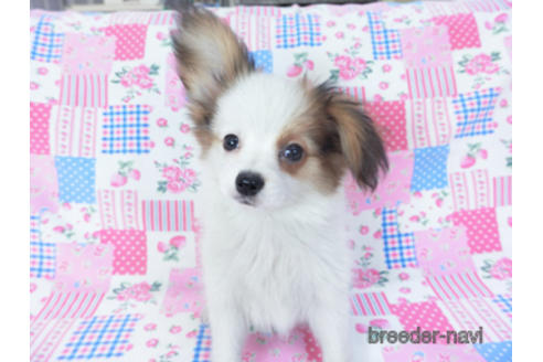 成約済の千葉県のパピヨン-155405の6枚目