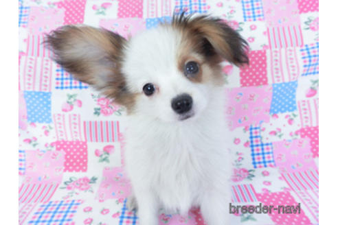 成約済の千葉県のパピヨン-155405の5枚目