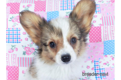 成約済の千葉県のパピヨン-156742の1枚目