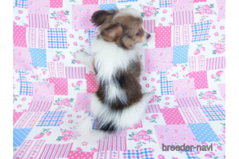 成約済の千葉県のパピヨン-156742の4枚目