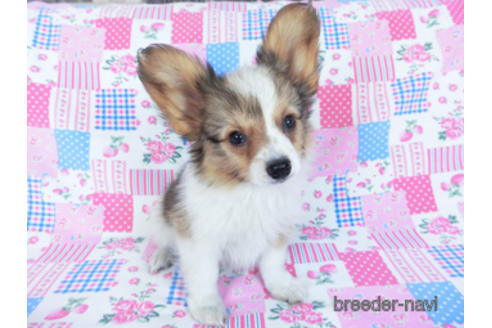 成約済の千葉県のパピヨン-156742の3枚目