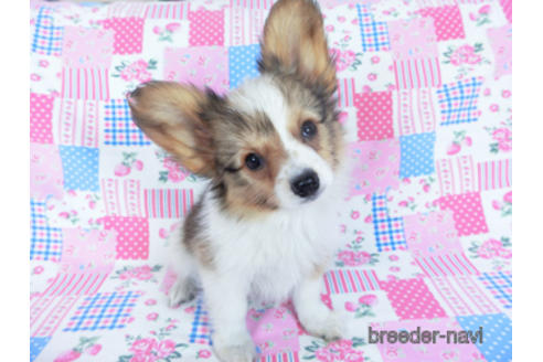 成約済の千葉県のパピヨン-156742の2枚目