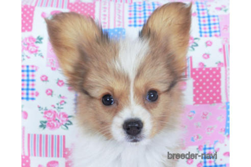 成約済の千葉県のパピヨン-156744の1枚目