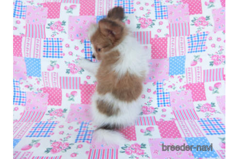 成約済の千葉県のパピヨン-156744の4枚目