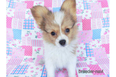 成約済の千葉県のパピヨン-156744の3枚目