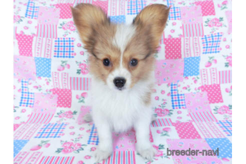 成約済の千葉県のパピヨン-156744の2枚目