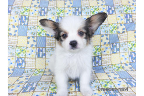 成約済の千葉県のパピヨン-157850の12枚目