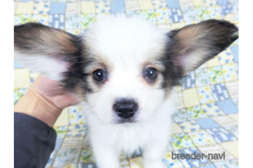 成約済の千葉県のパピヨン-157850の11枚目