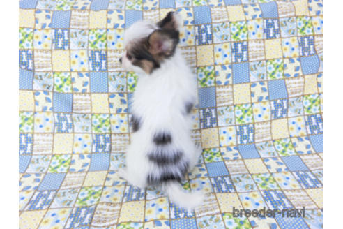 成約済の千葉県のパピヨン-157850の10枚目