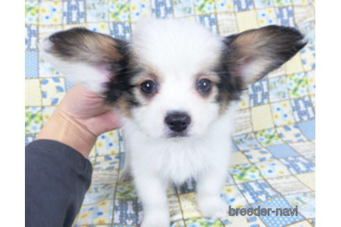 成約済の千葉県のパピヨン-157850の9枚目