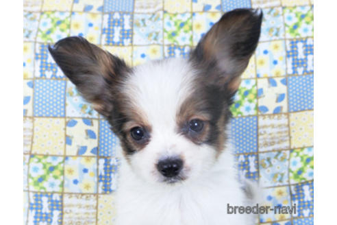 成約済の千葉県のパピヨン-157852の12枚目