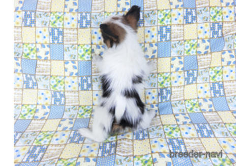 成約済の千葉県のパピヨン-157852の11枚目