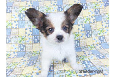 成約済の千葉県のパピヨン-157852の10枚目