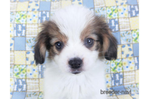 成約済の千葉県のパピヨン-157857の16枚目