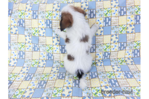 成約済の千葉県のパピヨン-157857の15枚目