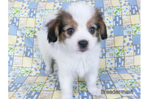 成約済の千葉県のパピヨン-157857の14枚目