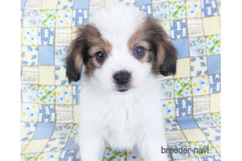 成約済の千葉県のパピヨン-157857の13枚目