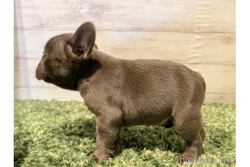 成約済の愛知県のフレンチブルドッグ-161250の2枚目