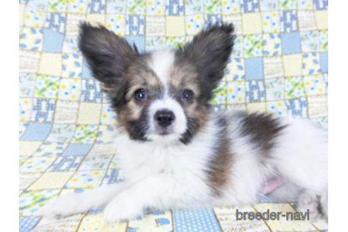 成約済の千葉県のパピヨン-157861の6枚目