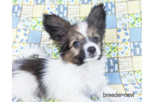 成約済の千葉県のパピヨン-157861の7枚目