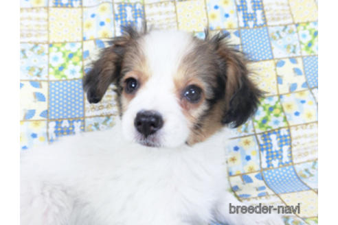 成約済の千葉県のパピヨン-157873の5枚目