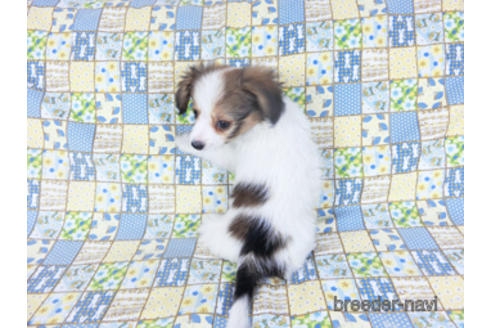 成約済の千葉県のパピヨン-157873の6枚目