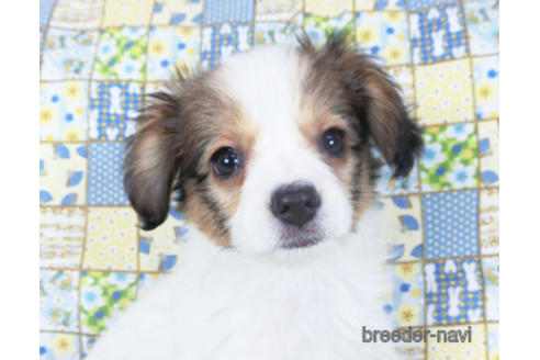 成約済の千葉県のパピヨン-157873の7枚目