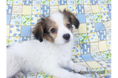 成約済の千葉県のパピヨン-157873の8枚目