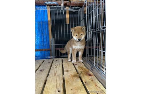 成約済の広島県の柴犬-155989の2枚目