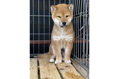 成約済の広島県の柴犬-155989の1枚目