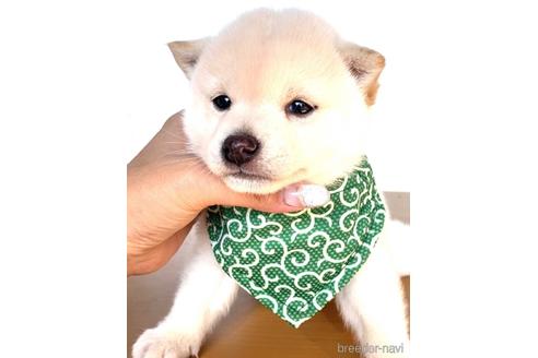 成約済の茨城県の豆柴-161211の4枚目