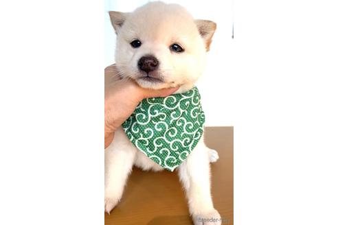 成約済の茨城県の豆柴-161211の3枚目