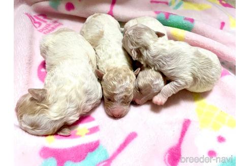 成約済の東京都のミックス犬-161295の104枚目