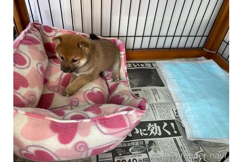 成約済の岡山県の豆柴-161319の3枚目