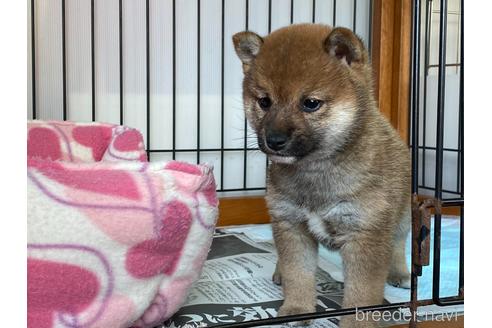 成約済の岡山県の豆柴-161319の4枚目