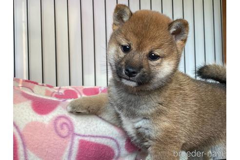 成約済の岡山県の豆柴-161319