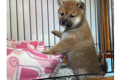 成約済の岡山県の豆柴-161319の2枚目