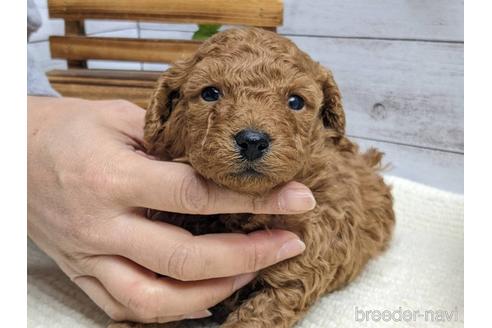 成約済の静岡県のトイプードル-161332の1枚目