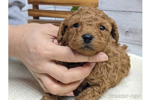 成約済の静岡県のトイプードル-161332の2枚目