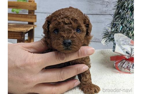 成約済の静岡県のトイプードル-161338の1枚目